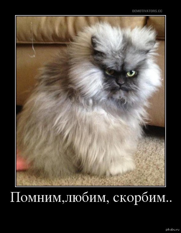 полковник мяу